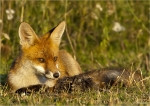 Rotfuchs-07_08_2016-Jungtier.jpg