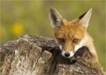 Rotfuchs-11_08_2016-Vulpes_vulpes-Jungtier.jpg