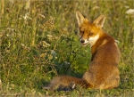 Rotfuchs-Fuchs-Jungtier.jpg