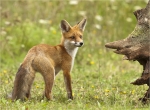 Rotfuchs-Jungtier-12_August_2016.jpg