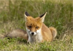 Rotfuchs-Jungtier-August_2016.jpg