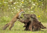 Rotfuchs-Jungtier_12_08_2016.jpg