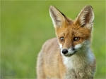 Rotfuchs-Jungtier_aus_2016.jpg