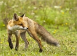 Rotfuchs-Vulpes_vulpes-August_2016-Jungtier.jpg