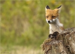 Rotfuchs-Vulpes_vulpes-Jungtier-11_08_2016.jpg