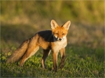 Rotfuchs-Vulpes_vulpes-Jungtier_2016.jpg