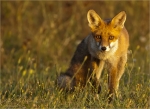 Rotfuchs-junger_Ruede-10_09_2016.jpg