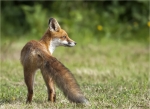 Rotfuchs-maennliches_Jungtier-22_08_2016.jpg