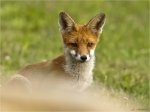 Rotfuchs-red_fox-11_08_2016-Jungtier.jpg