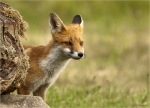 Rotfuchs-red_fox-August_2016-Jungtier.jpg