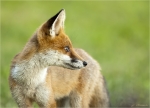 Rotfuchs-red_fox-Jungtier-07_08_2016.jpg