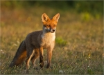 Rotfuchs_in_der_Abendsonne-10_09_2016.jpg