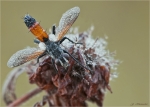 Rotgefleckte_Raupenfliege-23_08_2016.jpg