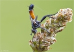 Rotgefleckte_Raupenfliege-Eriothrix_rufomaculatus-August_2014.jpg