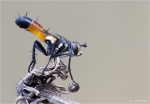 Rotgefleckte_Raupenfliege.jpg