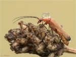 Rotgelber_Weichkaefer-Rhagonycha_fulva-02_07_2017.jpg