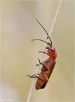 Rotgelber_Weichkaefer-Rhagonycha_fulva.jpg