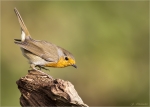 Rotkehlchen-03_10_2015-european_robin.jpg