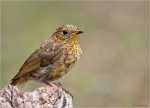 Rotkehlchen-20_08_2015-Jungvogel-european_robin.jpg