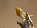 Rotkehlchen-Erithacus_rubecula-27_01_2017.jpg