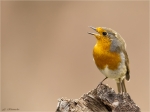 Rotkehlchen-Erithacus_rubecula-beim_Gesang-20_03_2017.jpg