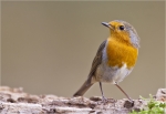 Rotkehlchen-Erithacus_rubecula.jpg