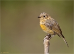 Rotkehlchen-Jungvogel-04_09_2015.jpg