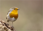Rotkehlchen-Maerz_2016-european_robin.jpg