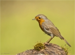 Rotkehlchen-european_robin-01_07_2016.jpg
