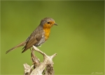 Rotkehlchen-european_robin-06_07_2016.jpg