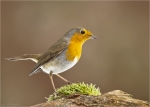 Rotkehlchen-european_robin-11_01_2017.jpg