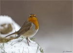 Rotkehlchen-european_robin-15_02_2018.jpg