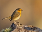 Rotkehlchen-european_robin-21_01_2017.jpg