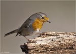 Rotkehlchen-european_robin-25_02_2014.jpg