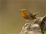 Rotkehlchen-european_robin-27_11_2016.jpg