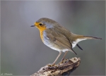 Rotkehlchen-european_robin-30_12_2014.jpg