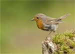 Rotkehlchen-european_robin-August_2016.jpg