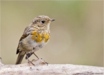 Rotkehlchen-european_robin-Jungvogel-09_08_2015.jpg
