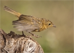 Rotkehlchen-european_robin-Jungvogel-12_08_2015.jpg