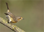 Rotkehlchen-european_robin-Jungvogel-13_09_2015.jpg