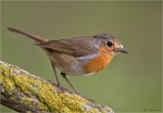 Rotkehlchen-european_robin-Jungvogel-16_09_2015.jpg