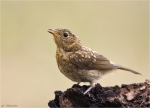 Rotkehlchen-european_robin-Jungvogel-August_2015.jpg