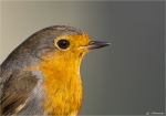 Rotkehlchen-european_robin-Portrait_2014.jpg