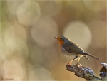 Rotkehlchen-european_robin-im_Gegenlicht.jpg