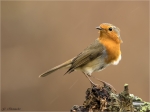Rotkehlchen-european_robin-im_Regen-11_03_2018.jpg