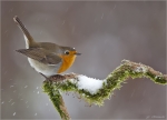 Rotkehlchen-european_robin-im_Schnee-10_12_2017.jpg