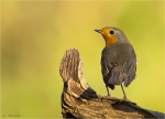 Rotkehlchen-european_robin-im_letzten_Abendlicht.jpg
