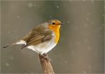 Rotkehlchen-european_robin_10_02_2021.jpg