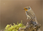 Rotkehlchen-mit_Regentropfen-Erithacus_rubecula-mit_Rueckenwind.jpg