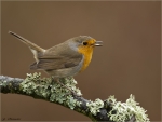 Rotkehlchen-mit_regentropfen-Erithacus_rubecula.jpg